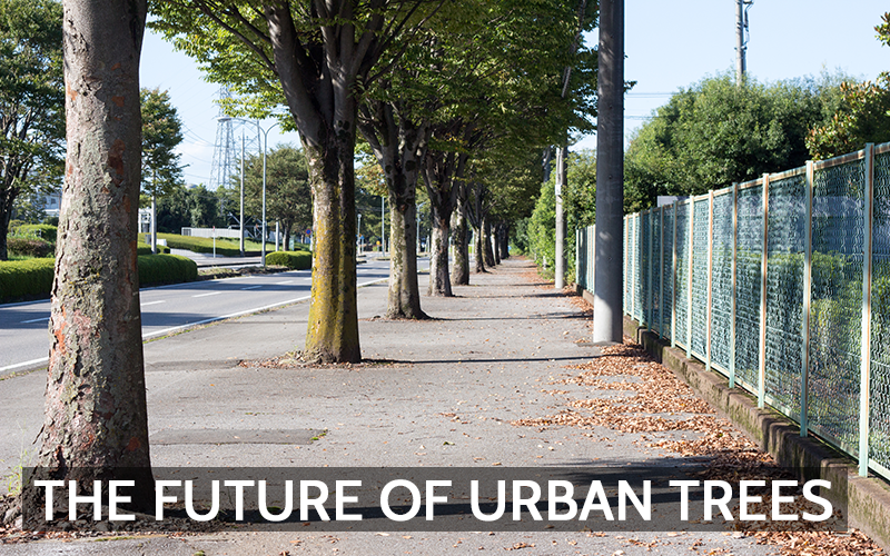 The Future of Green Spaces and Trees in Cities: Challenges and Innovations