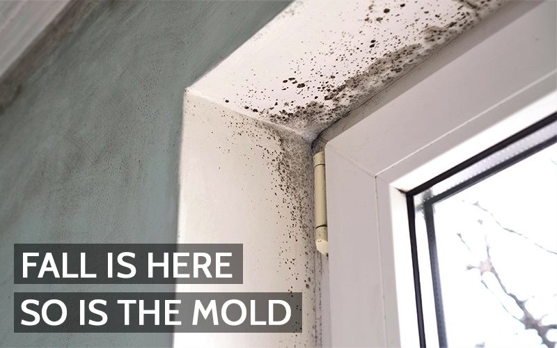 Mold Growth Surges in the Fall, Here’s What You Can Do About it