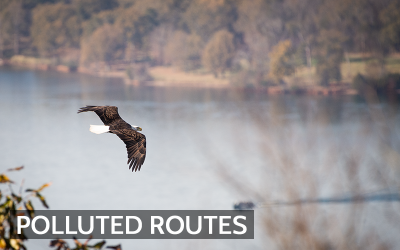 How Air Pollution Affects Migratory Birds