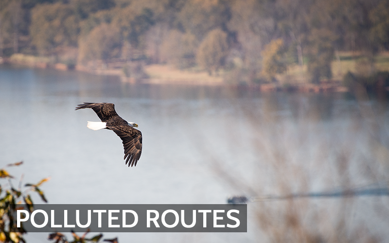 How Air Pollution Affects Migratory Birds