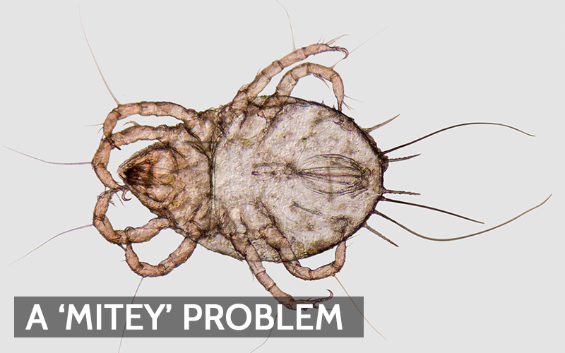 Managing Dust Mites: A Guide To Healthier Homes