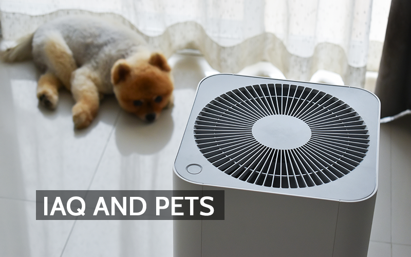 Indoor Air Quality and Pet Safety: Protecting Pets from Hidden Dangers