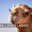 Camels and Their Remarkable Eyelashes: A Lesson in Eye Protection