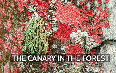 Reading the Air with Lichens: Natural Bioindicators Explained