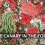 Reading the Air with Lichens: Natural Bioindicators Explained