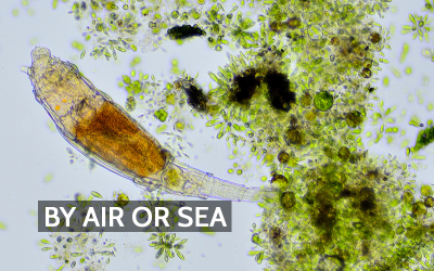 Rotifers on the Wind: How Microscopic Animals Travel Through the Air