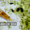 Rotifers on the Wind: How Microscopic Animals Travel Through the Air