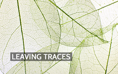 The Living Air Above the Forest Floor: How Decay Influences Air Quality