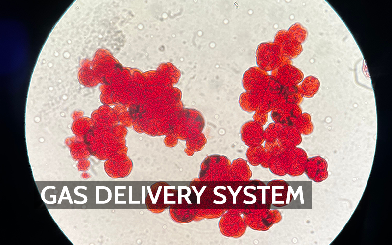 From Breath to Blood: How Red Blood Cells Manage Gas Exchange in the Human Body