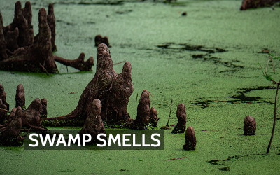 What Is Swamp Gas?