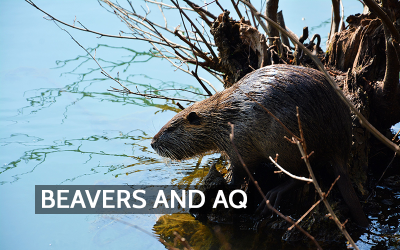Beavers and the Atmosphere: How Dam Building Can Influence Air Quality and Carbon