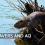 Beavers and the Atmosphere: How Dam Building Can Influence Air Quality and Carbon