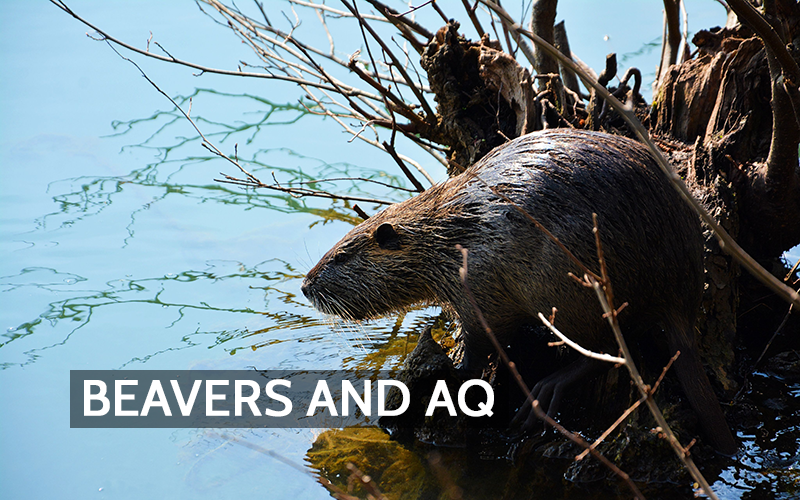 Beavers and the Atmosphere: How Dam Building Can Influence Air Quality and Carbon