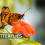 Wings & Wind: How Butterflies Stay Afloat in the Air