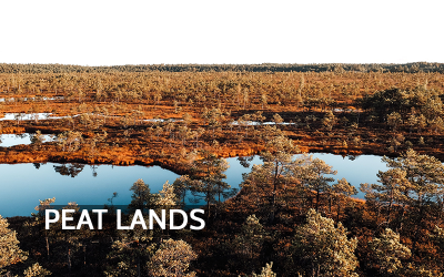 When the Bog Burns: How Drying Peatlands Release Centuries of Stored Carbon