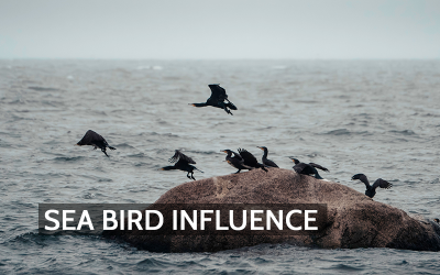 Between Sea and Sky: How Seabirds Influence Atmospheric Chemistry and Air Quality