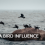 Between Sea and Sky: How Seabirds Influence Atmospheric Chemistry and Air Quality