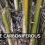 How the Carboniferous Period Built an Energy Resource