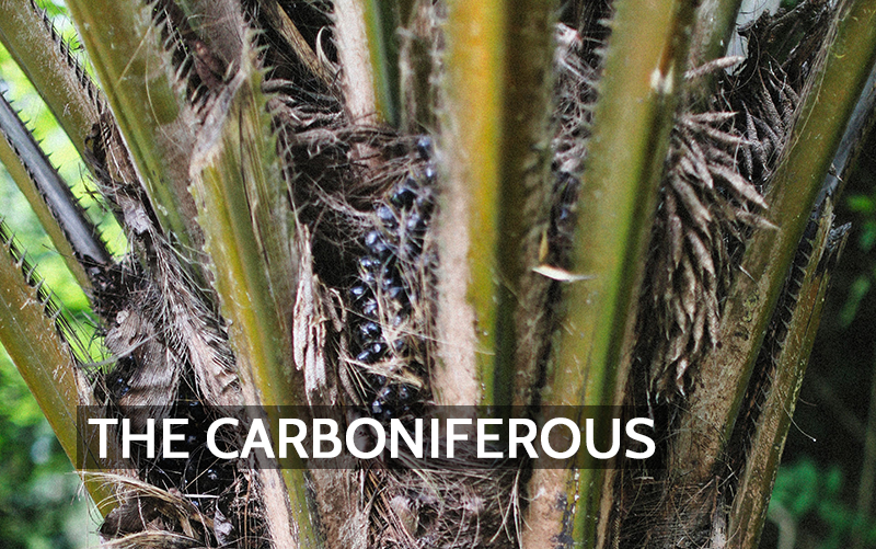 the-carboniferous