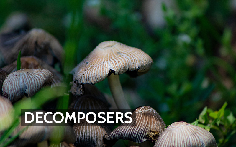 The Chemistry of Decay: How Fungal Decomposers Influence the Atmosphere