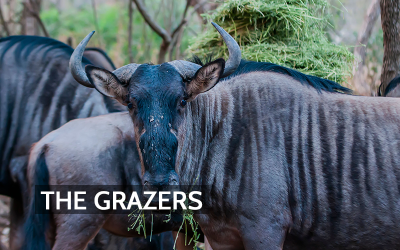 Hooves, Fire, and the Atmosphere: How Wildebeest and Other Grazers Influence Air Quality