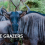Hooves, Fire, and the Atmosphere: How Wildebeest and Other Grazers Influence Air Quality