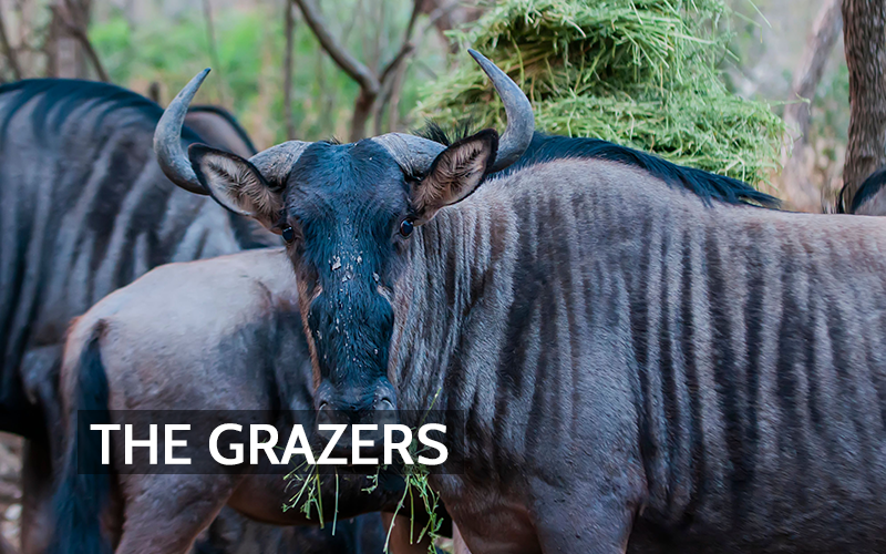 Hooves, Fire, and the Atmosphere: How Wildebeest and Other Grazers Influence Air Quality