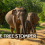 Giants That Reshape the Air: How Elephants Influence Forests, Carbon, and the Atmosphere