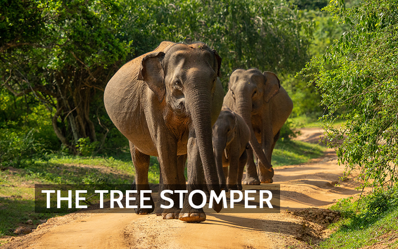 Giants That Reshape the Air: How Elephants Influence Forests, Carbon, and the Atmosphere