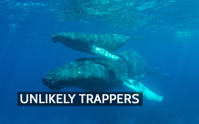 The Whale Pump: How Whales Help Move Carbon Through the Ocean