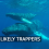 The Whale Pump: How Whales Help Move Carbon Through the Ocean