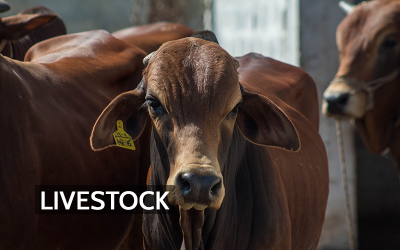 Inside Livestock Barns: Ammonia, Dust, Methane, and the Air Around Animal Agriculture