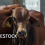 Inside Livestock Barns: Ammonia, Dust, Methane, and the Air Around Animal Agriculture