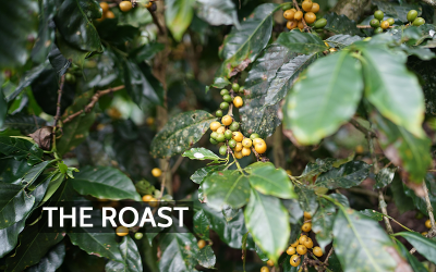 Coffee in the Air: When Roasting Becomes an Industrial Air-Quality Issue